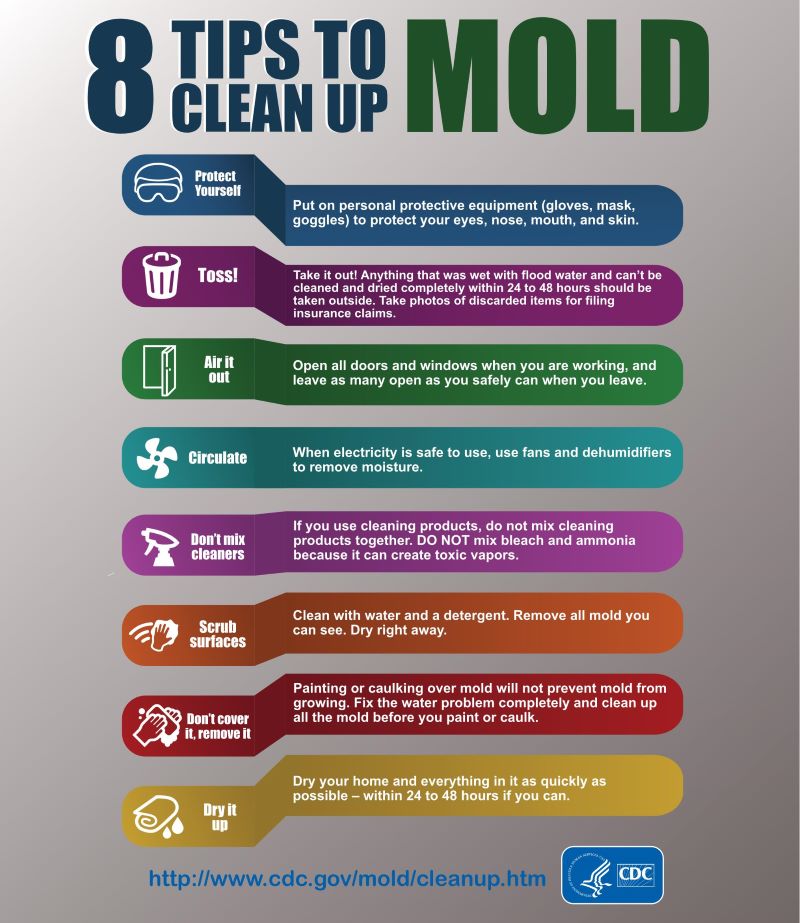 Mold cleanup guide