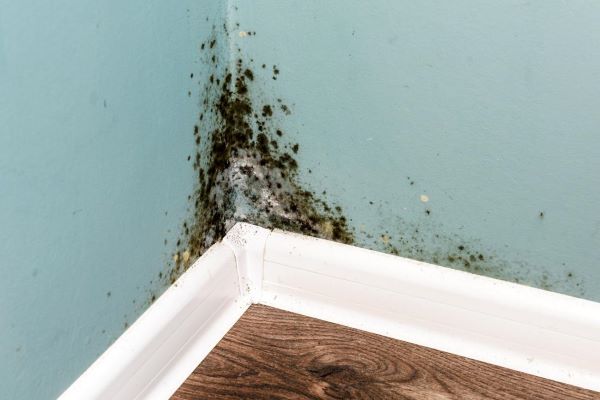 Mold growth in home environments